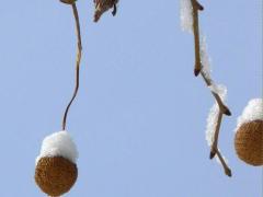 (American Sycamore) fruit (American Sycamore) fruit
