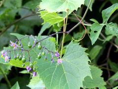 (Bittersweet Nightshade) (Bittersweet Nightshade)