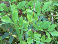(Poison Sumac) (Poison Sumac)