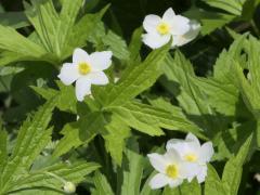 (Canada Anemone) (Canada Anemone)