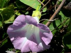 (Hedge Bindweed) (Hedge Bindweed)