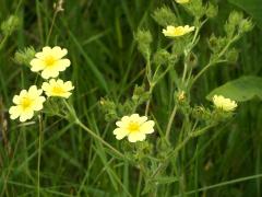 (Sulfur Cinquefoil) (Sulfur Cinquefoil)