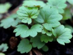 (Prairie Cinquefoil) seedling (Prairie Cinquefoil) seedling