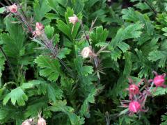 (Prairie Smoke) (Prairie Smoke)