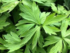 (Thimbleweed) (Thimbleweed)
