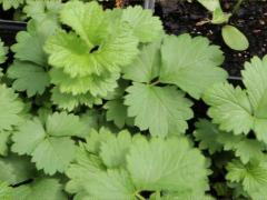 (Prairie Cinquefoil) seedling (Prairie Cinquefoil) seedling