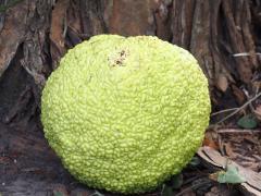 (Osage Orange) fruit (Osage Orange) fruit