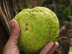 (Osage Orange) hand (Osage Orange) hand