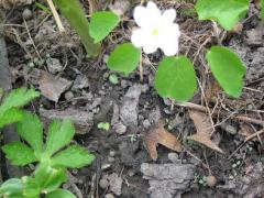 (Rue Anemone) (Rue Anemone)