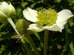 (Thimbleweed) (Thimbleweed)
