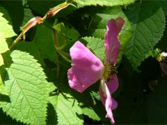 (Illinois Rose) stipules (Illinois Rose) stipules