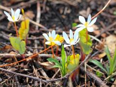 (Bloodroot) (Bloodroot)