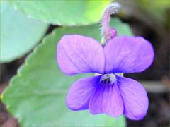 (Common Blue Violet) (Common Blue Violet)