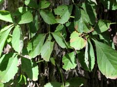 (Virginia Creeper) (Virginia Creeper)