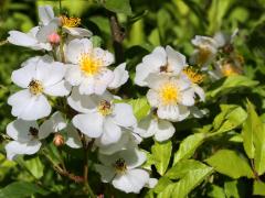 (Multiflora Rose) (Multiflora Rose)