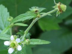 (White Avens) (White Avens)
