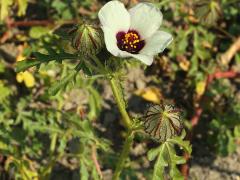 (Flower-of-an-Hour) (Flower-of-an-Hour)
