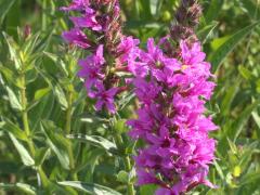 (Purple Loosestrife) (Purple Loosestrife)