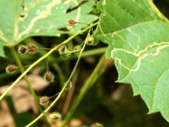 (Broadleaf Enchanter's Nightshade) fruit (Broadleaf Enchanter's Nightshade) fruit