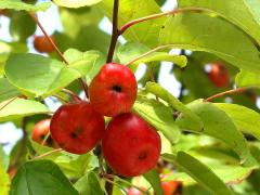 (Crab Apple) fruit (Crab Apple) fruit