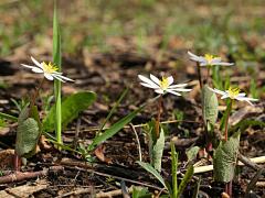 (Bloodroot) (Bloodroot)