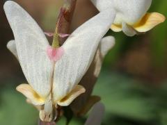 (Dutchman's Breeches) flower (Dutchman's Breeches) flower