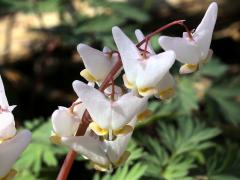 (Dutchman's Breeches) flowers (Dutchman's Breeches) flowers