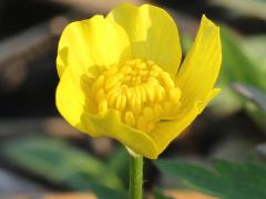 (Hispid Buttercup) inflorescence (Hispid Buttercup) inflorescence