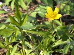 (Hispid Buttercup) (Hispid Buttercup)