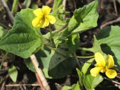 (Smooth Yellow Violet) (Smooth Yellow Violet)