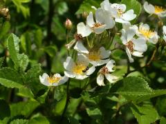 (Multiflora Rose) (Multiflora Rose)