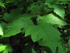 (Poison Ivy) (Poison Ivy)