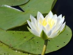 (American White Waterlily) (American White Waterlily)