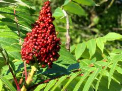 (Northern Sumac) (Northern Sumac)