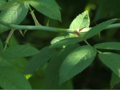 (Illinois Rose) stipules (Illinois Rose) stipules