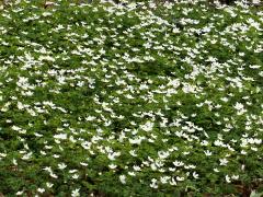 (False Rue Anemone) colony (False Rue Anemone) colony