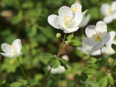 (False Rue Anemone) flower (False Rue Anemone) flower