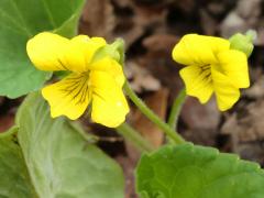 (Smooth Yellow Violet) (Smooth Yellow Violet)