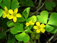 (Tall Wood Sorrel) (Tall Wood Sorrel)