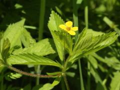 (Indian Strawberry) (Indian Strawberry)