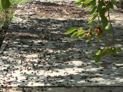 (White Mulberry) sidewalk (White Mulberry) sidewalk