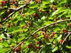 (White Mulberry) (White Mulberry)
