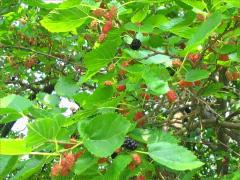 (White Mulberry) fruit (White Mulberry) fruit