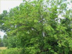 (White Mulberry) (White Mulberry)