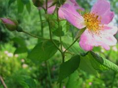 (Illinois Rose) flowers (Illinois Rose) flowers