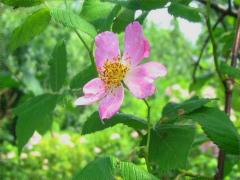 (Illinois Rose) inflorescence (Illinois Rose) inflorescence