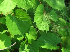 (Riverbank Grape) (Riverbank Grape)