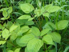 (Common Blackberry) (Common Blackberry)