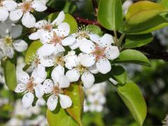 (Callery Pear) flowers (Callery Pear) flowers