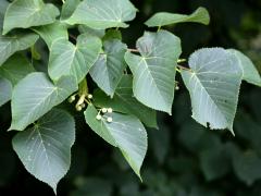 (American Linden) (American Linden)